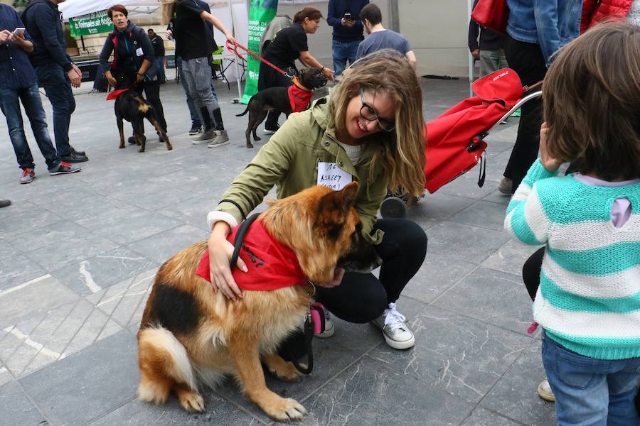 Apasos celebra su pasarela canina