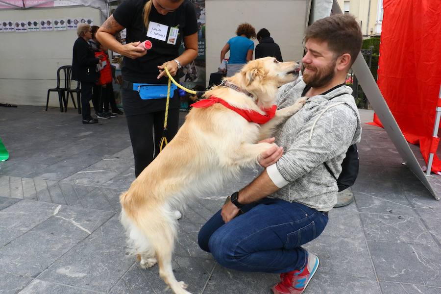 Apasos celebra su pasarela canina