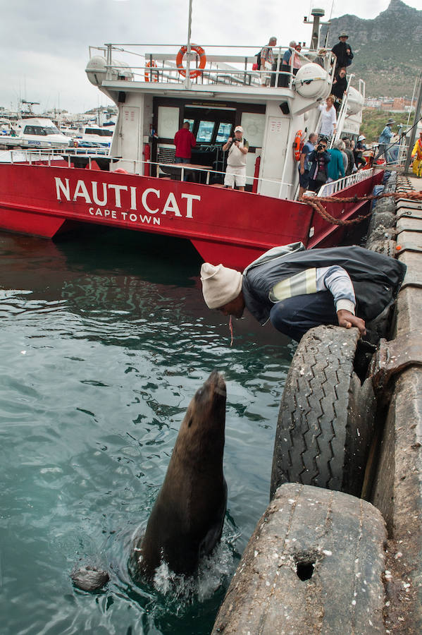 Desde Hout Bay salen excursiones para avistar manadas de ballenas y tiburones. En la imagen, un guía da de comer a un león marino en los muelles.