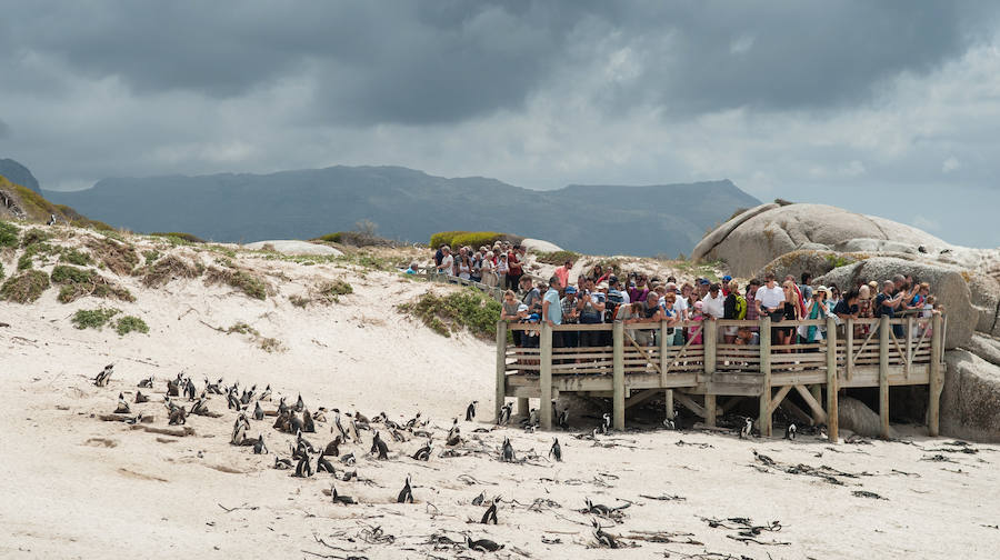 Simon's Town, colonia de pingüinos.