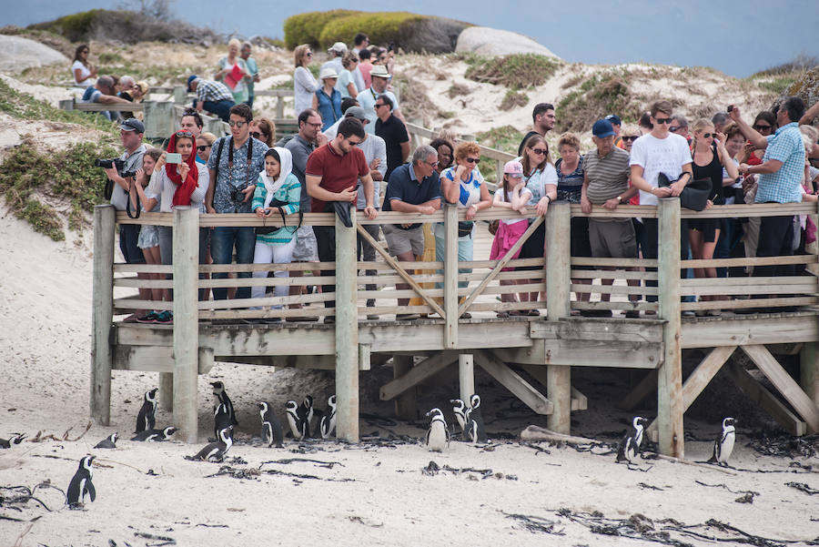 Simon's Town, colonia de pingüinos.