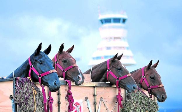 La importación de caballos es otra de la líneas de negocio que se impulsarían con el PIF. 