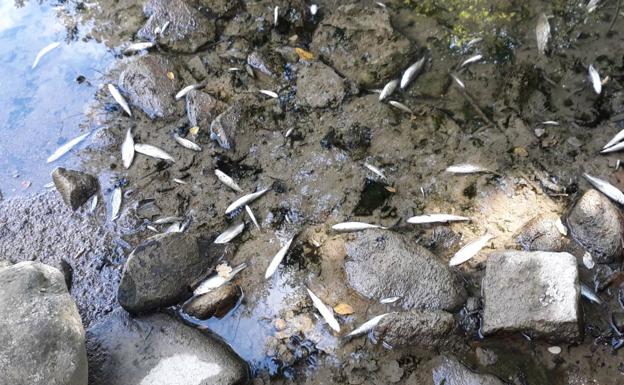 Imagen de los peces muertos el pasado viernes en Amurrio. 