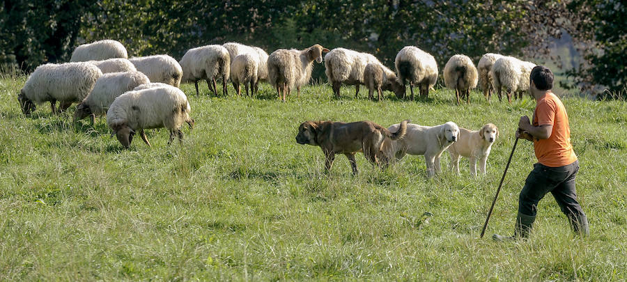 Doce explotaciones ganaderas del valle ensayan un plan para prevenir ataques con perros de defensa, vigilantes y localizadores para las reses. En dos años y medio se han registrado 59 casos