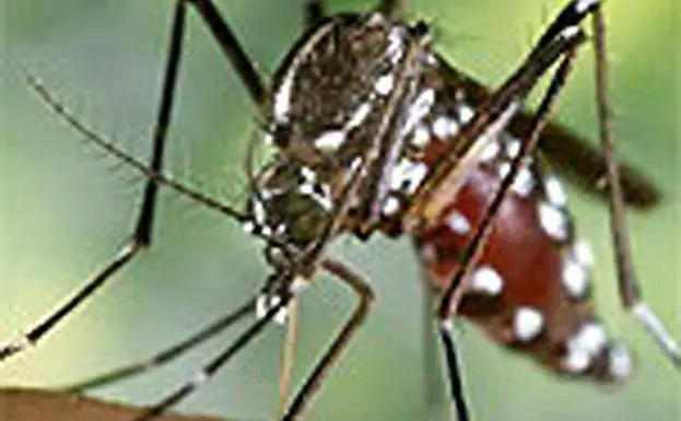 El mosquito tigre tiene un recorrido de vuelo «muy pequeño«.