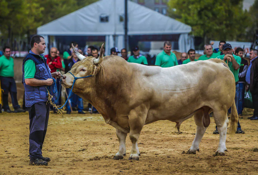 Segunda jornada del certamen de raza pirenaica de Euskadi con la elección del mejor toro y la mejor vaca, entre el total de las 121 reses que este año han entrado en liza en el certamen