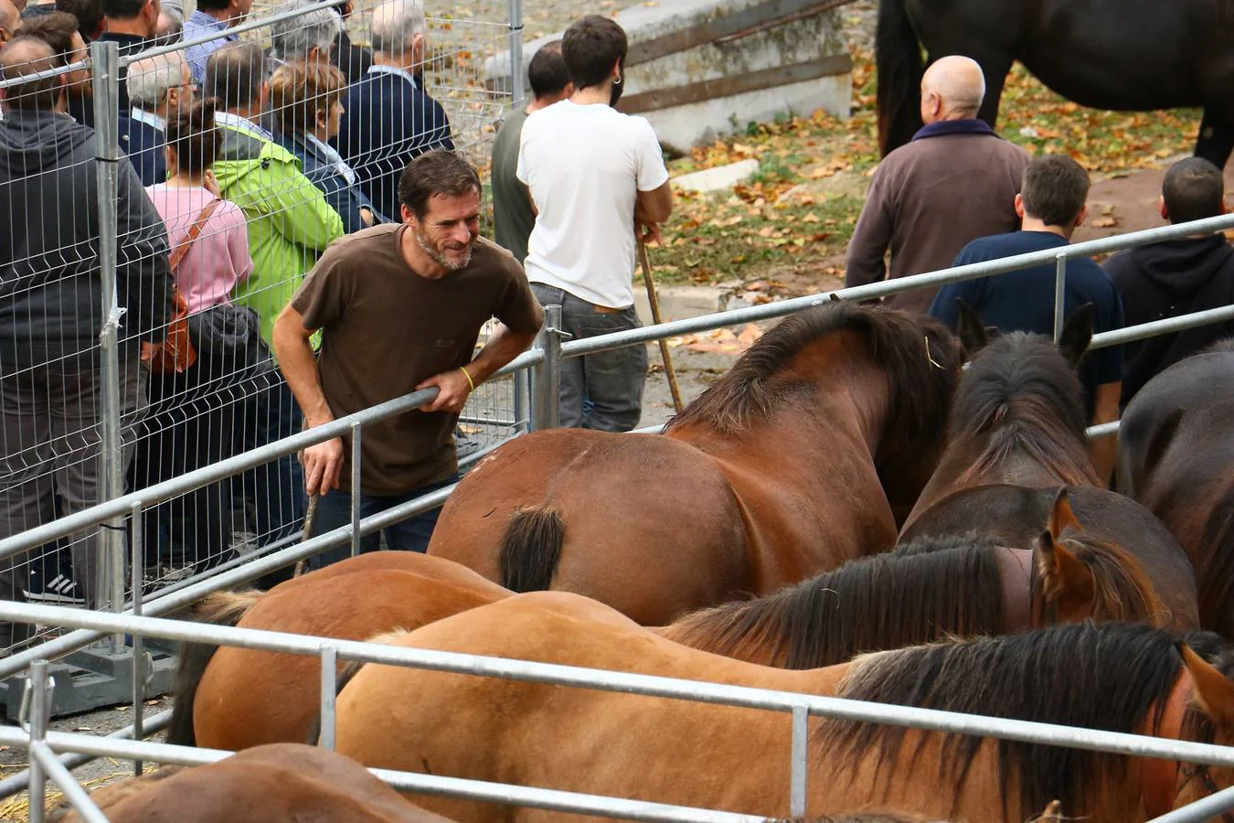 Feria de ganado de Salvatierra