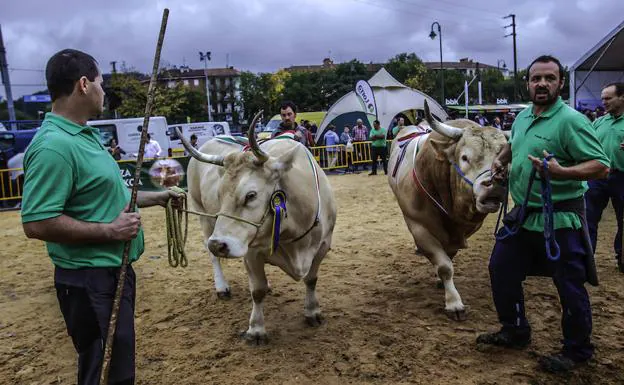 La vaca y el toro de Rufino Jaio, de Iurreta, se volvieron a imponer en el campeonato de vacuno de raza pirenaica en Gernika. 