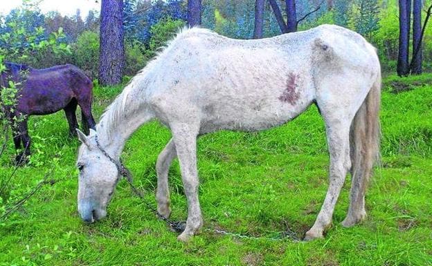 Dos caballos confiscados al mismo ganadero en 2012. 