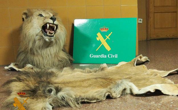 La Guardia Civil interviene una cabeza naturalizada de león y su piel en un vehículo en Miranda 