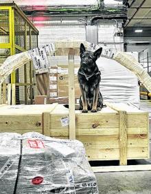 Imagen secundaria 2 - Arriba, el ritmo de trabajo es intenso en las cuatro horas que concentran la entrada y salida de los aviones. En segundo lugar, arrastre y sujeción de cada posición en el interior del Airbus. En la tercera imagen vemos a Acron, cuyo olfato ha permitido detectar contenidos ‘opacos’.