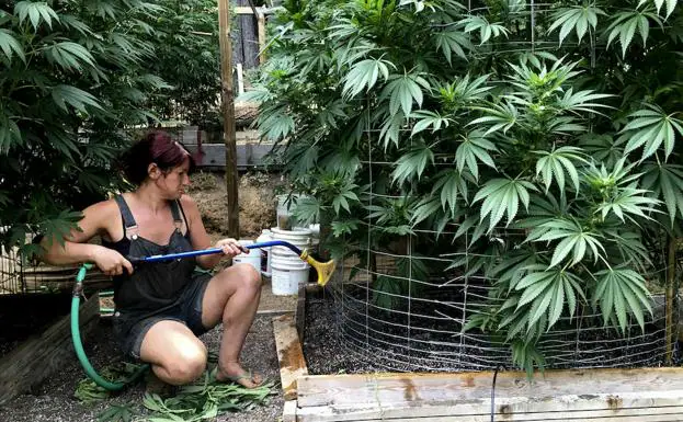 Una plantación de cannabis en California, donde su uso terapéutico está autorizado.