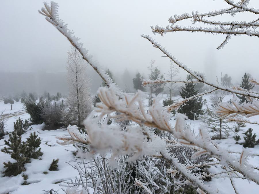 LAs bajas temperaturas han provocado que la niebla se congelara sobre las plantas, dejando estámpas preciosas