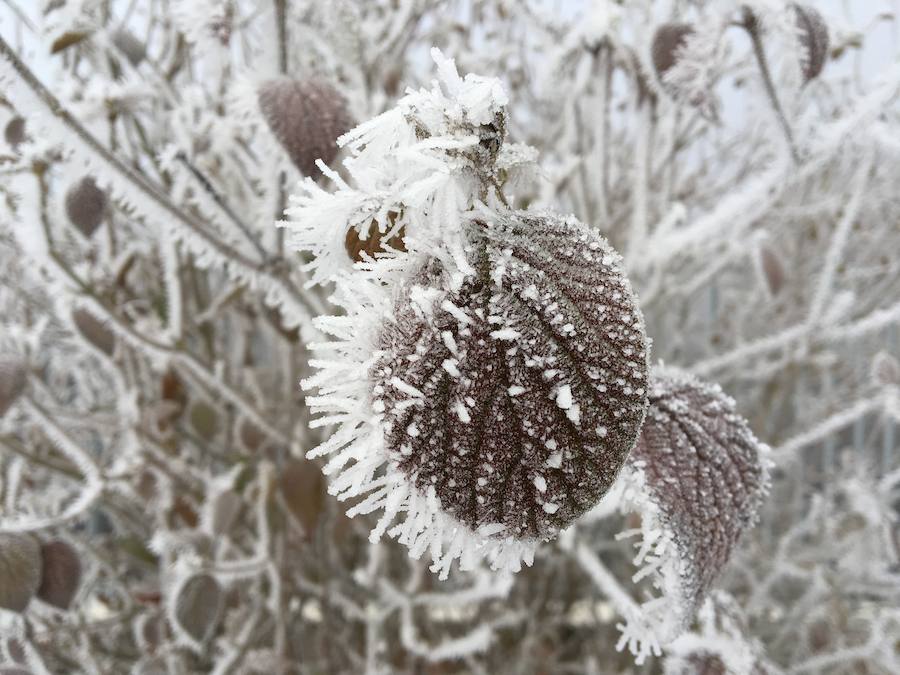 LAs bajas temperaturas han provocado que la niebla se congelara sobre las plantas, dejando estámpas preciosas