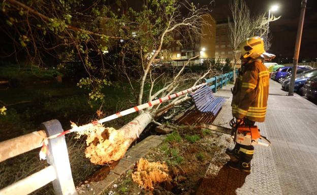 Las fuertes rachas de viento han provocado la caída de un árbol en la calle Langileria de Leioa.