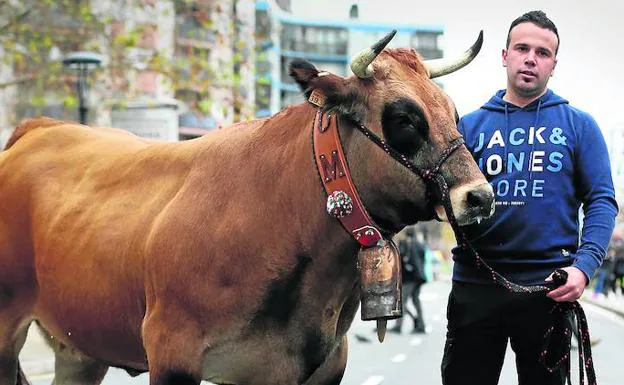 Beñat Urbieta pasea con la novilla ‘Ginebra’ por el recinto ferial de Leioa tras alzarse con el premio a ‘la vaca más guapa’.