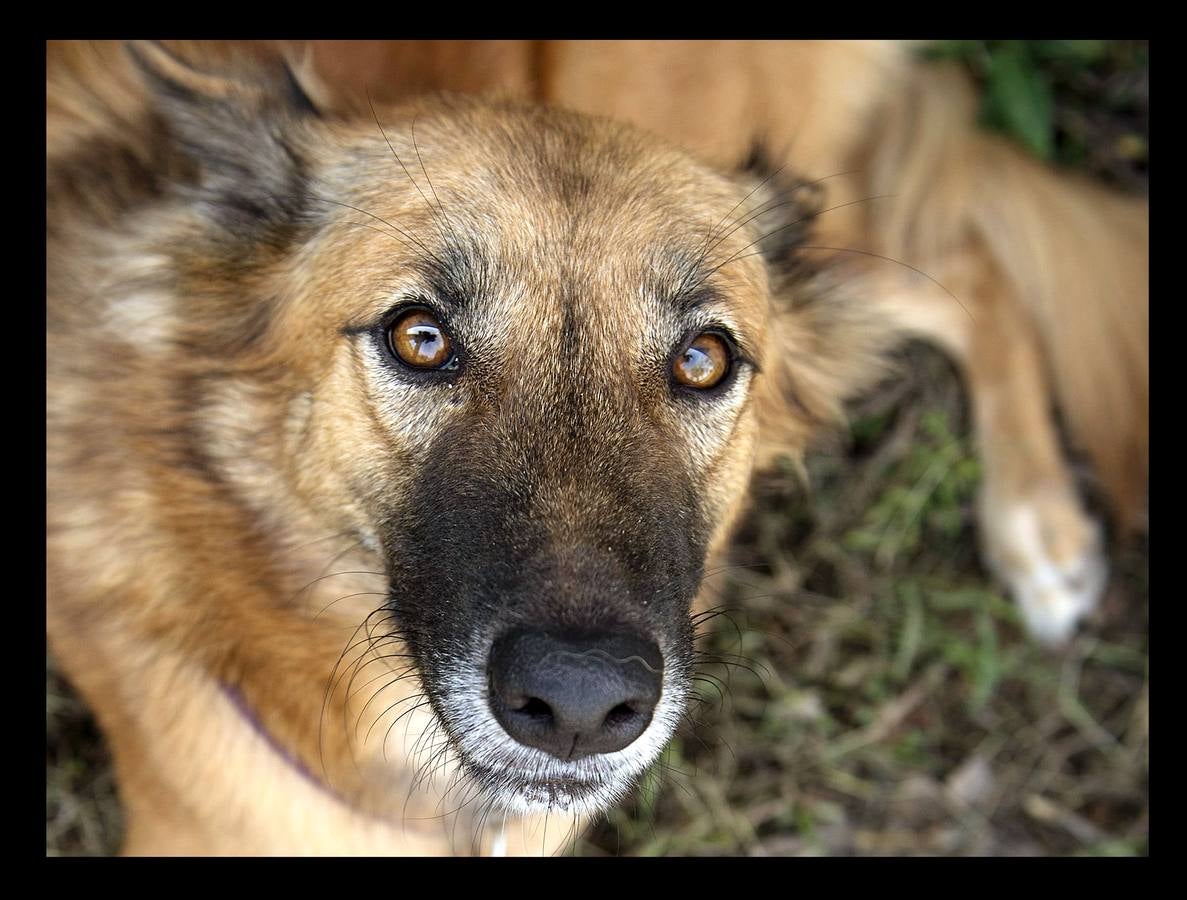 Cuando Cola era solo un cachorro, un vecino de las afueras de Bangkok (Tailandia) le amputó brutalmente las patas delanteras, a golpes de espada, porque el animal había mordisqueado sus zapatos. Gill Daley, que sufrió la amputación de las piernas como consecuencia de una infección, y su esposo John (a quien vemos en las fotografías), descubrieron por casualidad la historia de Cola, decidieron adoptar al animal en su refugio en Phuket y le adaptaron unas prótesis basadas en las palas que utilizan algunos deportistas paralímpicos. Hoy, Cola es el primer perro del mundo en usar este tipo de prótesis, pero Gill no ha podido verlo. Falleció en febrero