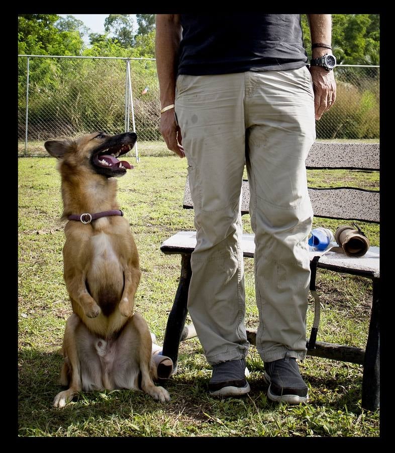 Cuando Cola era solo un cachorro, un vecino de las afueras de Bangkok (Tailandia) le amputó brutalmente las patas delanteras, a golpes de espada, porque el animal había mordisqueado sus zapatos. Gill Daley, que sufrió la amputación de las piernas como consecuencia de una infección, y su esposo John (a quien vemos en las fotografías), descubrieron por casualidad la historia de Cola, decidieron adoptar al animal en su refugio en Phuket y le adaptaron unas prótesis basadas en las palas que utilizan algunos deportistas paralímpicos. Hoy, Cola es el primer perro del mundo en usar este tipo de prótesis, pero Gill no ha podido verlo. Falleció en febrero