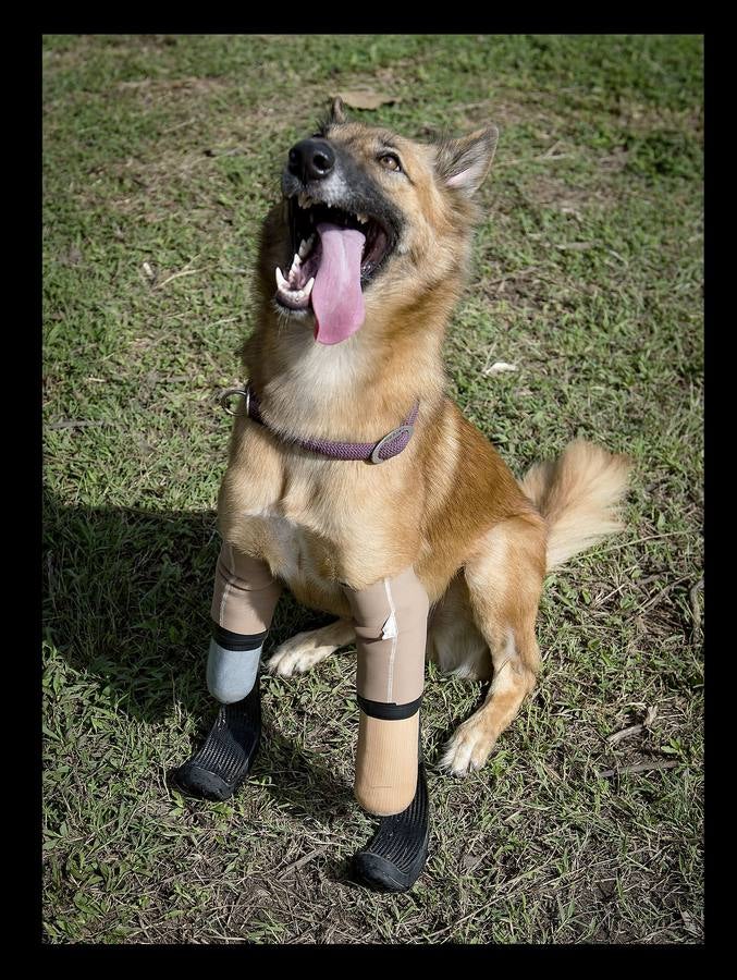 Cuando Cola era solo un cachorro, un vecino de las afueras de Bangkok (Tailandia) le amputó brutalmente las patas delanteras, a golpes de espada, porque el animal había mordisqueado sus zapatos. Gill Daley, que sufrió la amputación de las piernas como consecuencia de una infección, y su esposo John (a quien vemos en las fotografías), descubrieron por casualidad la historia de Cola, decidieron adoptar al animal en su refugio en Phuket y le adaptaron unas prótesis basadas en las palas que utilizan algunos deportistas paralímpicos. Hoy, Cola es el primer perro del mundo en usar este tipo de prótesis, pero Gill no ha podido verlo. Falleció en febrero