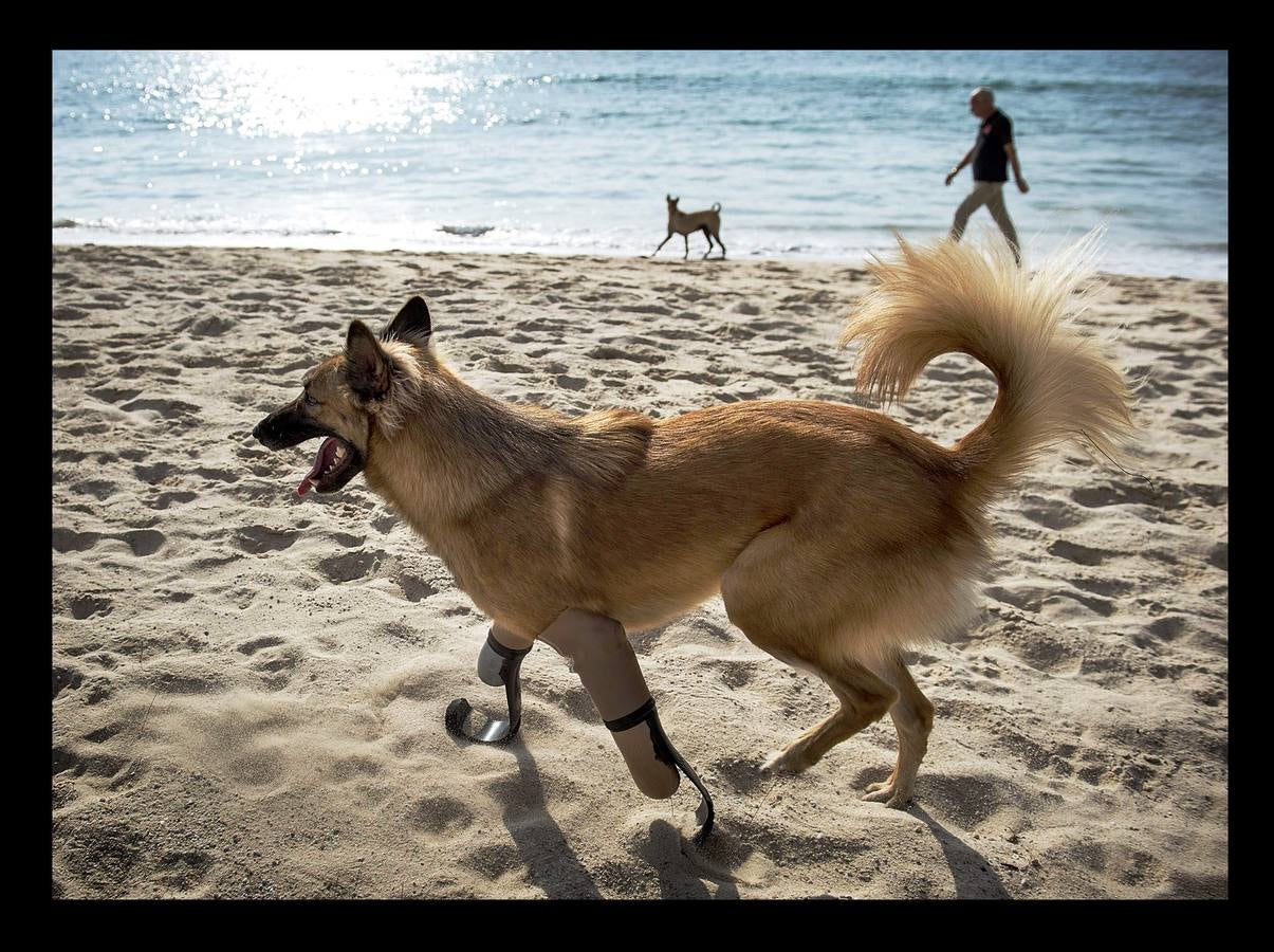 Cuando Cola era solo un cachorro, un vecino de las afueras de Bangkok (Tailandia) le amputó brutalmente las patas delanteras, a golpes de espada, porque el animal había mordisqueado sus zapatos. Gill Daley, que sufrió la amputación de las piernas como consecuencia de una infección, y su esposo John (a quien vemos en las fotografías), descubrieron por casualidad la historia de Cola, decidieron adoptar al animal en su refugio en Phuket y le adaptaron unas prótesis basadas en las palas que utilizan algunos deportistas paralímpicos. Hoy, Cola es el primer perro del mundo en usar este tipo de prótesis, pero Gill no ha podido verlo. Falleció en febrero
