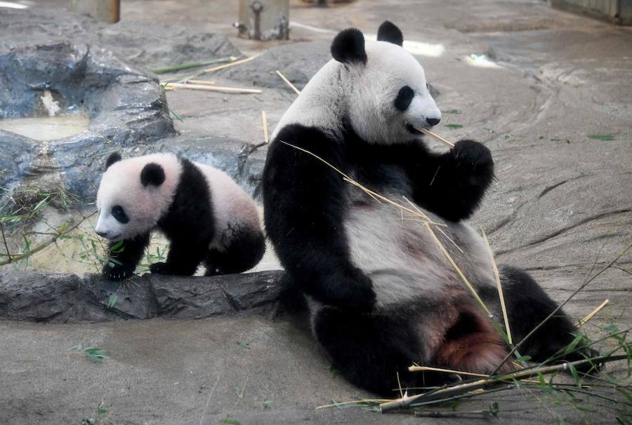 El Zoológico ha tenido que restringir las visitas a 2.000 por día, para no provocar estrés a la cría