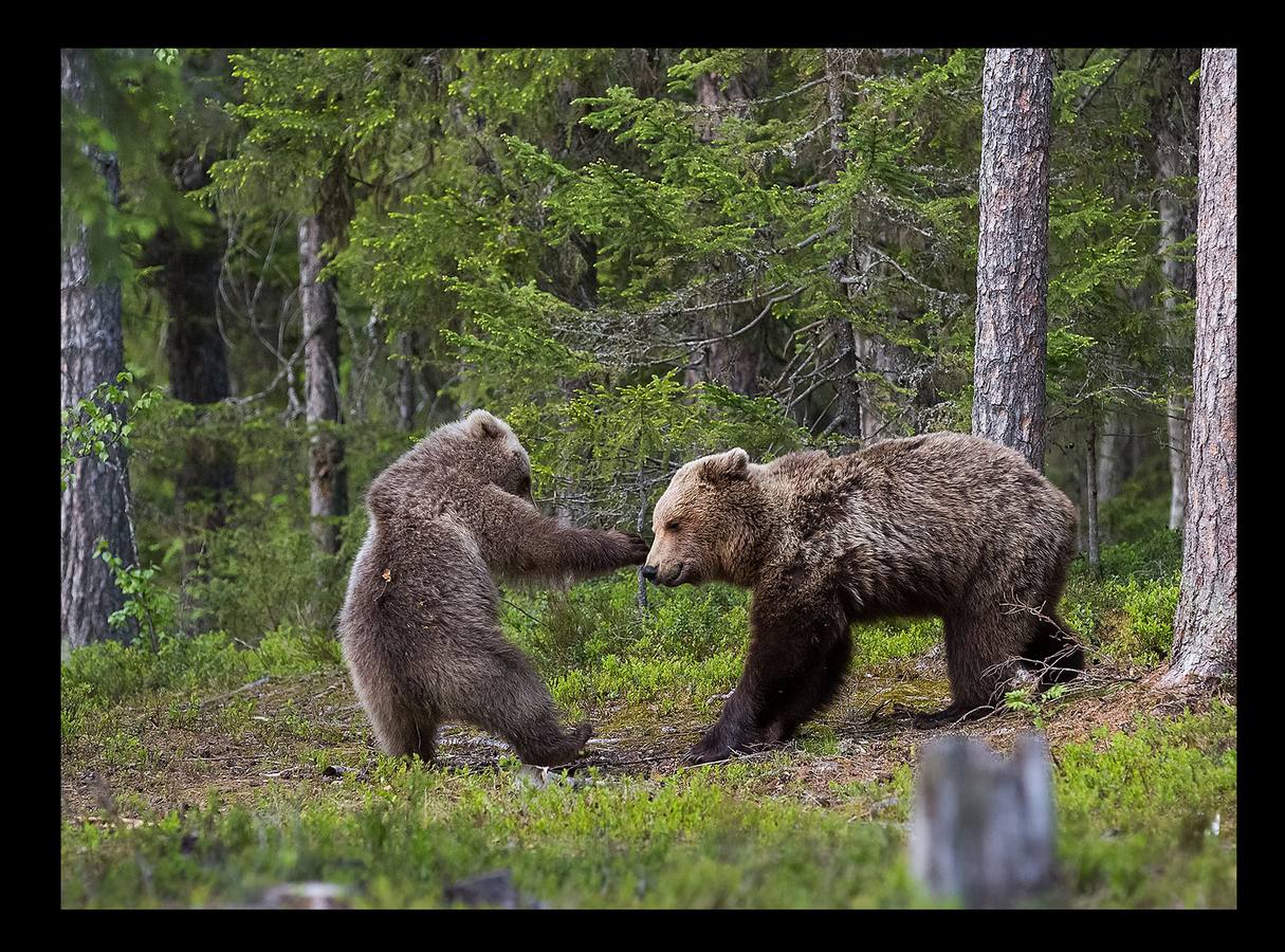 Los premios Comedy Wildlife Photography premian las instantáneas animales más graciosas. Este año han recibido más de 3.500 candidaturas de 86 países. Estas son algunas de las imágenes finalistas: espectacular vida animal, pero sobre todo divertida