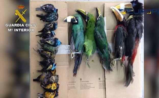 Imagen principal - La mitad de las aves llegaban muertas a destino. 