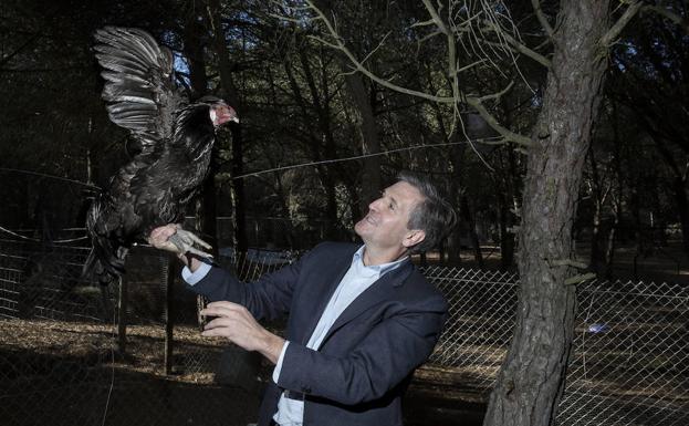 Alfonso Jiménez, presidente de Cascajares, con uno de sus capones de cría. 