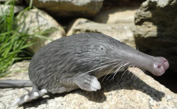 Este animalillo vivió en Álava hasta hace unos tres lustros