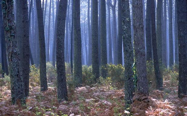 Imagen de un bosque en las Landas. 