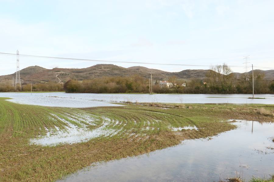 Una de las fincas de cereal anegada completamente en la vega de Arroiabe, muy lejos del cauce normal del Zadorra.