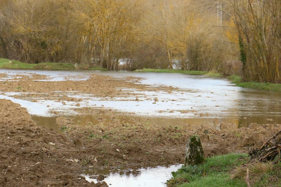 Una de las fincas de cereal anegada completamente en la vega de Arroiabe, muy lejos del cauce normal del Zadorra.