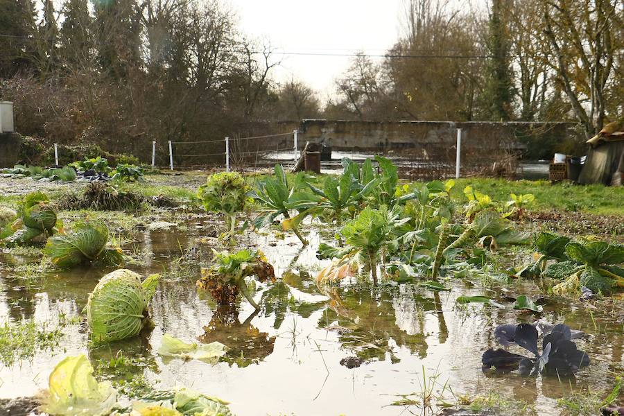 Una de las fincas de cereal anegada completamente en la vega de Arroiabe, muy lejos del cauce normal del Zadorra.