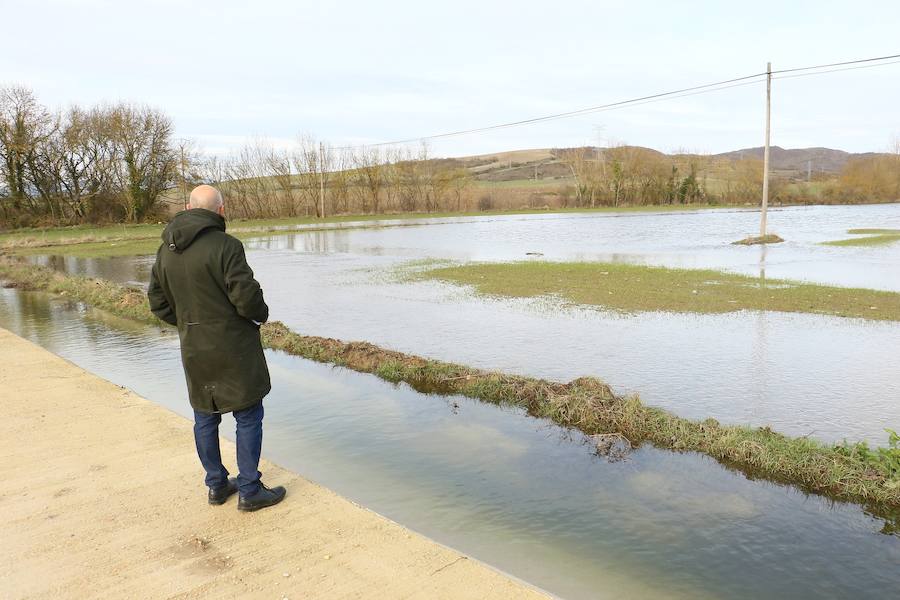 Una de las fincas de cereal anegada completamente en la vega de Arroiabe, muy lejos del cauce normal del Zadorra.