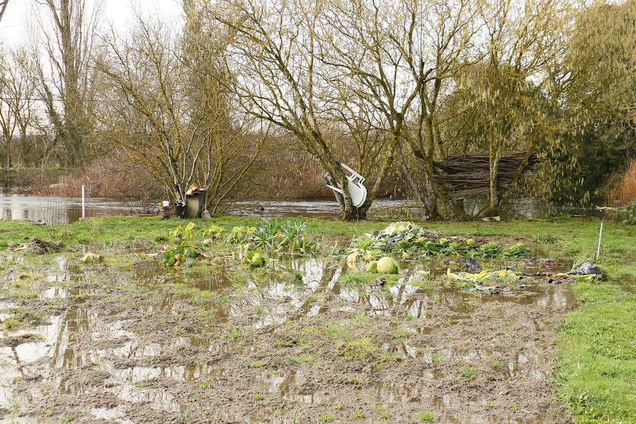 Una de las fincas de cereal anegada completamente en la vega de Arroiabe, muy lejos del cauce normal del Zadorra.
