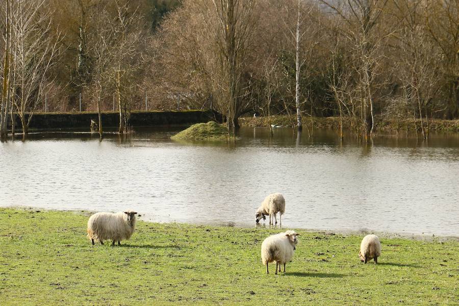 Una de las fincas de cereal anegada completamente en la vega de Arroiabe, muy lejos del cauce normal del Zadorra.