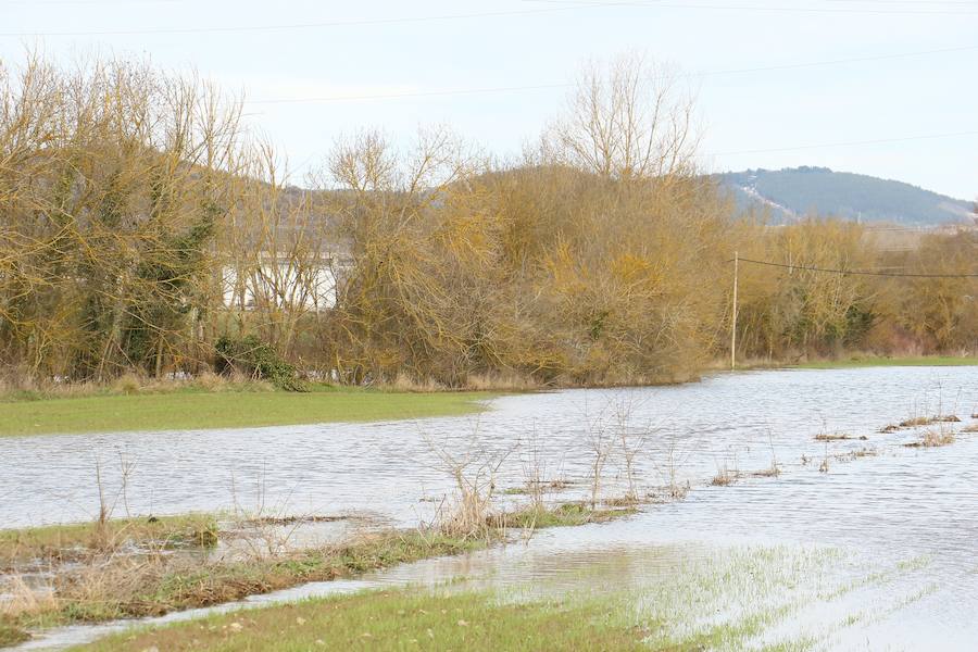 Una de las fincas de cereal anegada completamente en la vega de Arroiabe, muy lejos del cauce normal del Zadorra.