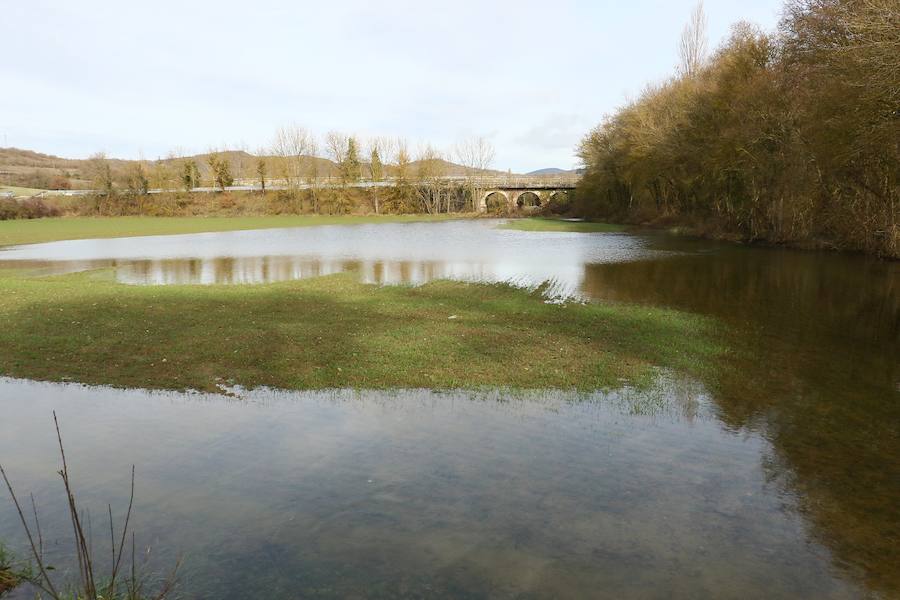 Una de las fincas de cereal anegada completamente en la vega de Arroiabe, muy lejos del cauce normal del Zadorra.