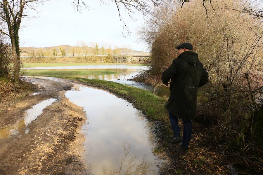 Una de las fincas de cereal anegada completamente en la vega de Arroiabe, muy lejos del cauce normal del Zadorra.