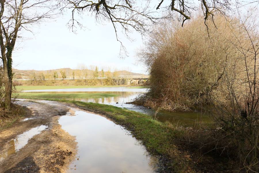 Una de las fincas de cereal anegada completamente en la vega de Arroiabe, muy lejos del cauce normal del Zadorra.