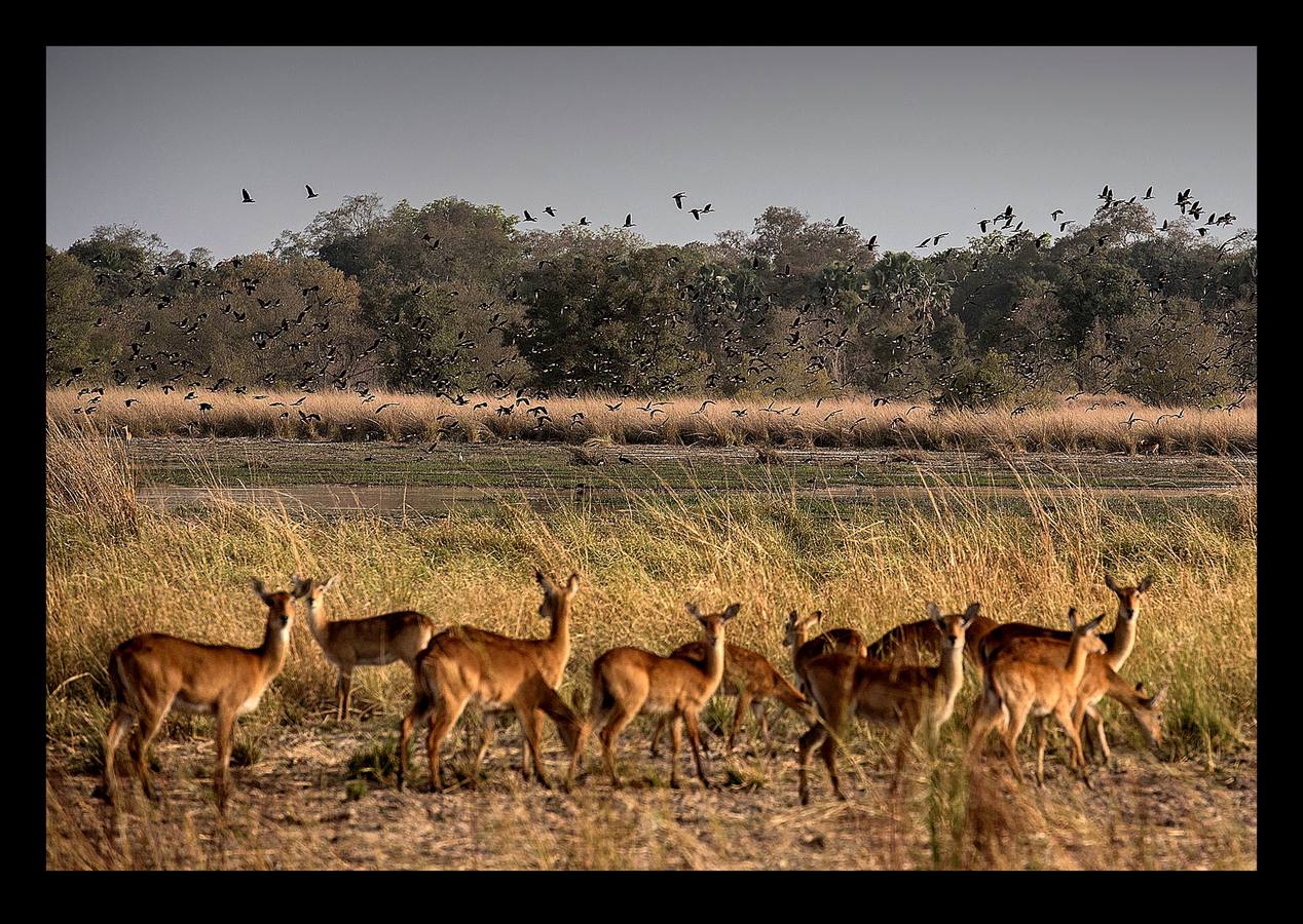 El parque nacional de Pendjari es uno de los ecosistemas más grandes e intactos de Africa. Está situado al noroeste de Benin, junto al río que le da nombre, y tiene una extensión de 2700 kilómetros cuadrados. Entre la gran riqueza de su fauna se encuentran las poblaciones de elefantes, leones, hipopótamos, búfalos y múltiples especies de aves. En los últimos tiempos el gobierno de Benin ha creado una brigada especial para asegurar y proteger la vida salvaje y prevenir la actividad de los cazadores furtivos. Una actuación que se desarrolla en el propio parque, orientada a su conservación y a promover el turismo.