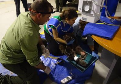 Imagen secundaria 1 - Arriba, los especialistas rescatan al oso de la trampa. Debajo, labores de monitorizacón y el animal en el recinto donde se recupera de sus heridas.