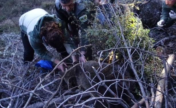 Imagen principal - Arriba, los especialistas rescatan al oso de la trampa. Debajo, labores de monitorizacón y el animal en el recinto donde se recupera de sus heridas.