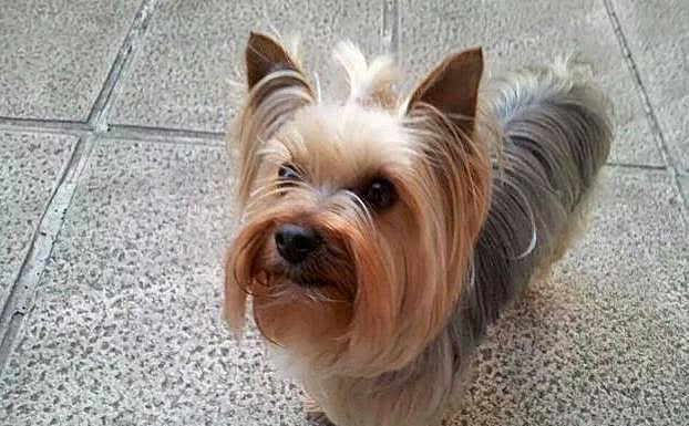 Multan a una bilbaína con 1.500 euros por llevarse una perra en Cáceres y pedir 4.000 a sus dueños para devolverla