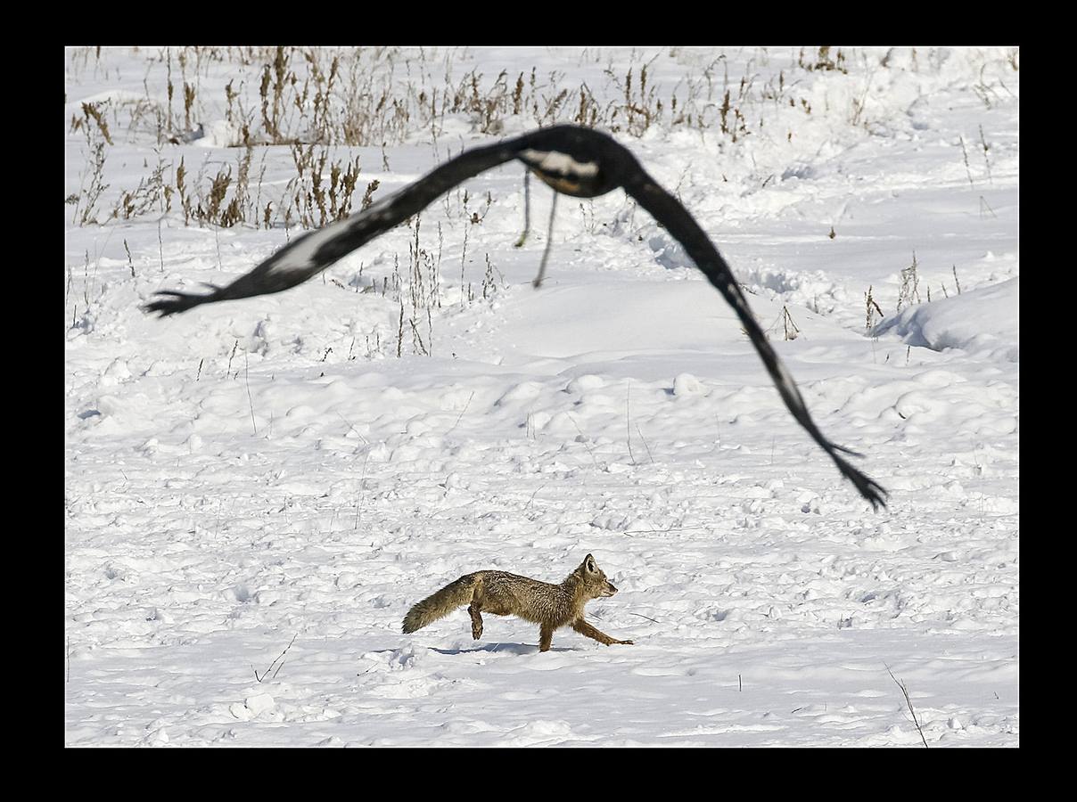 El águila es un animal tan importante en la cultura de Kazajistan que simboliza la libertad y forma parte de su bandera nacional. Con la llegada del frío, la estepa está cubierta de un manto copioso de nieve y las águilas reales vuelan a las órdenes de los cetreros. La cetrería, arte de criar, cuidar y adiestrar águilas, halcones y demás aves que sirvan para la caza es una de las prácticas ancestrales del pueblo kazajo que pasa de generación en generación y constituye una tradición nacional. El hipódromo de Almaty, en el país asiático, es el escenario de la competición de caza a la que pertenecen las imágenes, un tipo de torneo celebrado con el objeto preservar las aves de presa, que se encuentran en peligro de extinción.