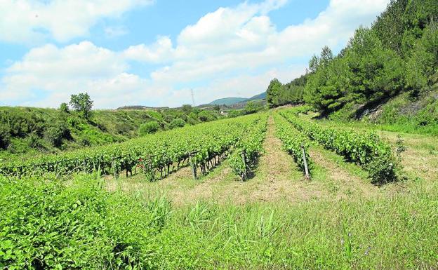 Los caminos de Santa Águeda, Gurrindo, Cascajos y Sendero, en el plan de mejora