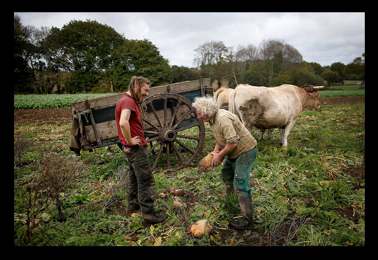 Cuando la maquinaria agrícola revolucionó la agricultura francesa en los años posteriores a la Segunda Guerra Mundial, un joven Jean-Bernard Huon le dio la espalda a la nueva tecnología. Medio siglo después, en su destartalada granja de Riec-sur-Belon, en un rincón del sur de Bretaña, Jean-Bernard -70 años y una barba muy blanca- todavía usa bueyes para arar sus campos, ordeña sus ocho vacas, muele la harina a mano y recoge incansable el estiércol para fertilizar los cultivos que alimentan a su ganado. "Soy un extraño feliz", dice Huon en la granja donde vive sin agua caliente: "Nunca he sido rico, pero ¿qué me importa?".