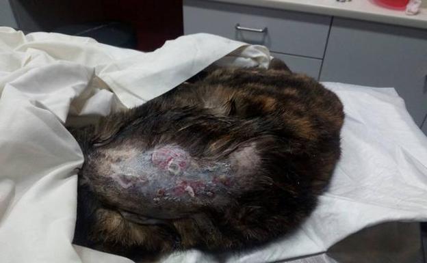 Imagen de una gata con heridas provocadas por perdigones. 