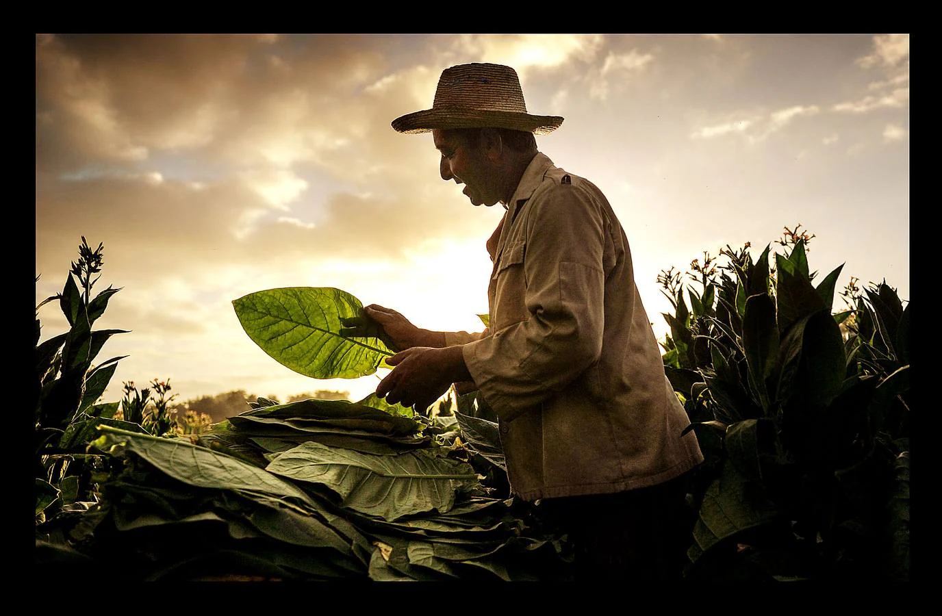 El ocre, el verde y el azul son los colores de la provincia de Pinar del Río, principal productora de tabaco de Cuba, situada en el extremo más occidental de la isla. La región, que goza de un clima y una temperatura que la convierten en un lugar privilegiado para el cultivo del tabaco de mayor calidad, se ha visto afectada en los últimos meses por intensas lluvias, que han dañado el 70 por ciento de las plantaciones de caña y obligado a los productores de tabaco a extender su siembra hasta finales de febrero. A pesar de las dificultades, los vegueros esperan entregar este año más de 32.000 toneladas de hojas a la industria de cigarros y habanos, una producción que ocupa el cuarto puesto en el conjunto del PIB cubano.