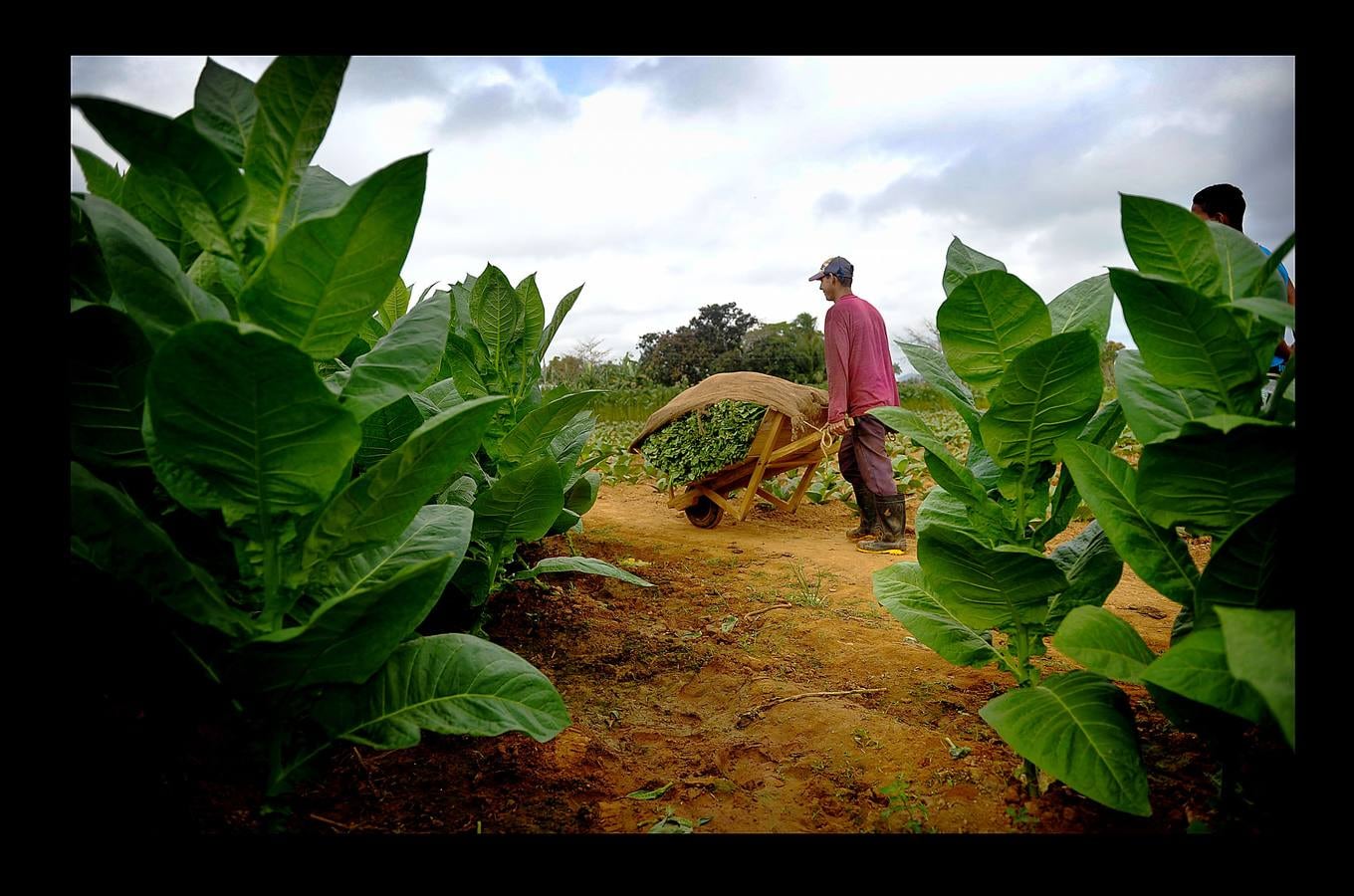 El ocre, el verde y el azul son los colores de la provincia de Pinar del Río, principal productora de tabaco de Cuba, situada en el extremo más occidental de la isla. La región, que goza de un clima y una temperatura que la convierten en un lugar privilegiado para el cultivo del tabaco de mayor calidad, se ha visto afectada en los últimos meses por intensas lluvias, que han dañado el 70 por ciento de las plantaciones de caña y obligado a los productores de tabaco a extender su siembra hasta finales de febrero. A pesar de las dificultades, los vegueros esperan entregar este año más de 32.000 toneladas de hojas a la industria de cigarros y habanos, una producción que ocupa el cuarto puesto en el conjunto del PIB cubano.